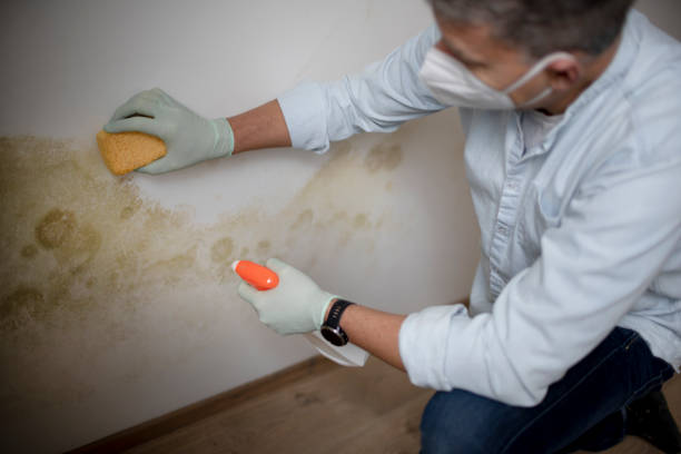 Best Same-Day Mold Removal  in Fort Clark Springs, TX